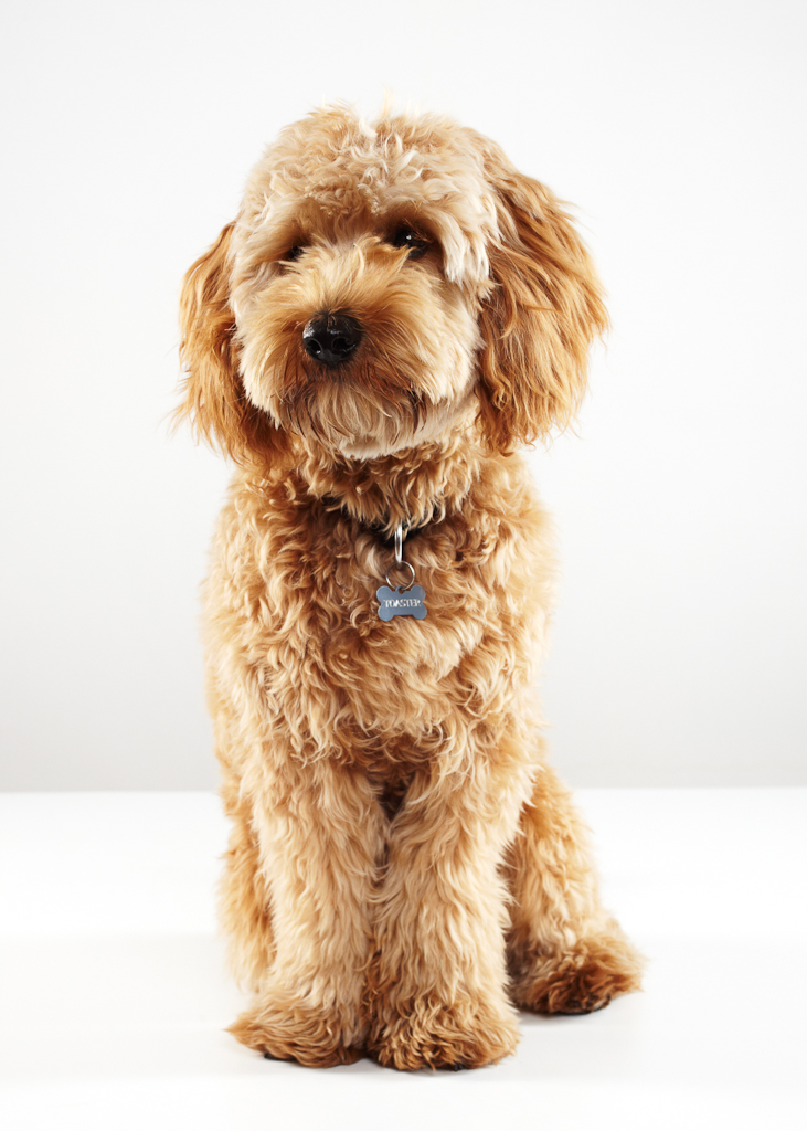 from the studio – toaster the labradoodle