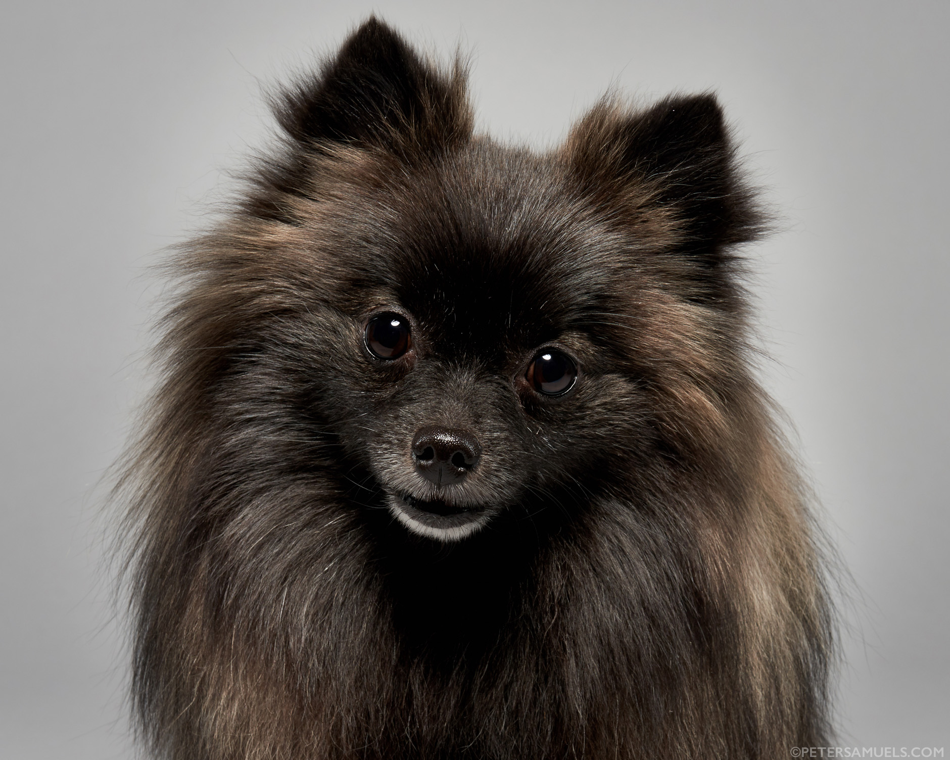 Fresh new dog portraits just in