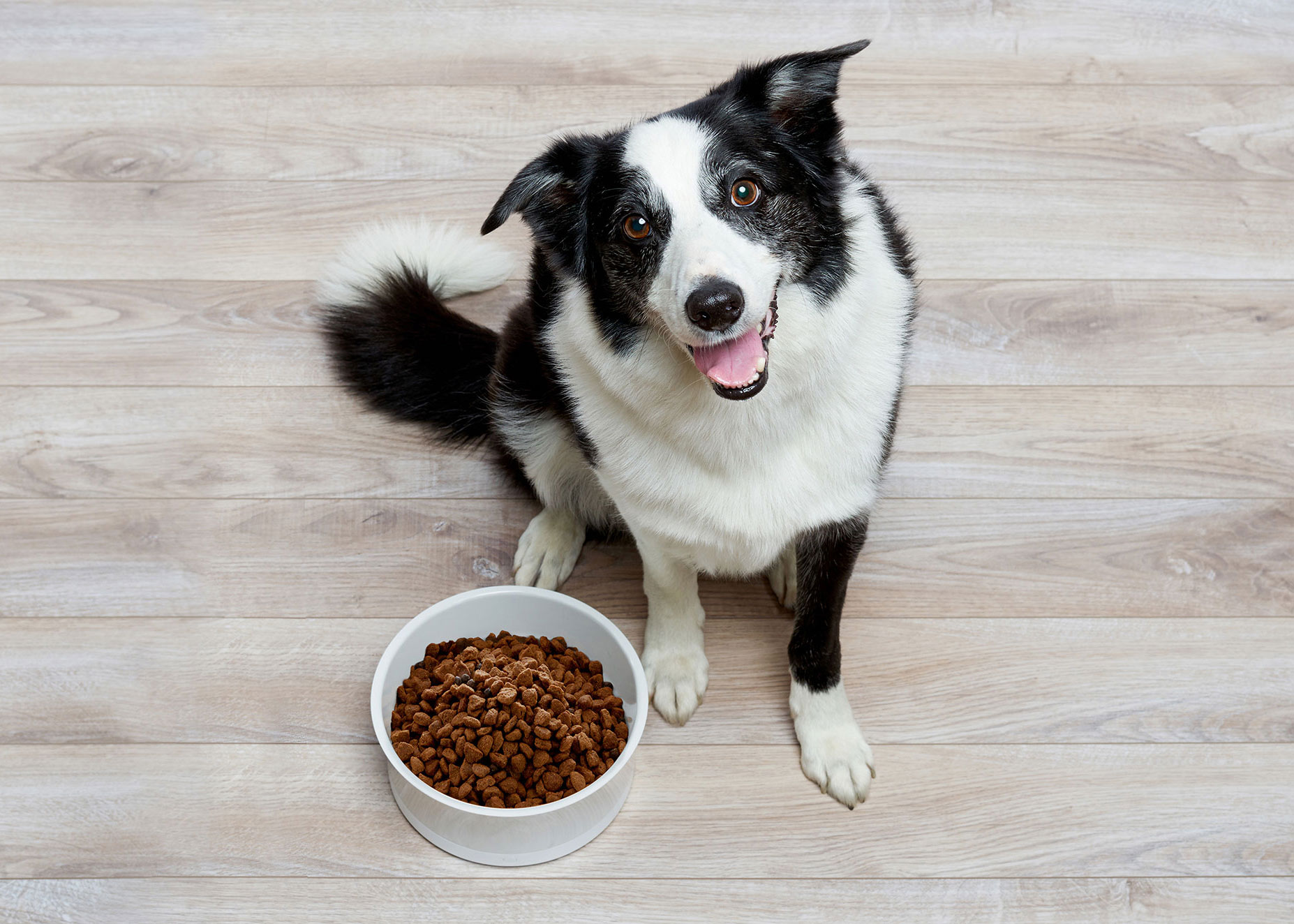 ObeDog smart dog food bowl. A commercial animal project by SF based photographer, Peter Samuels.