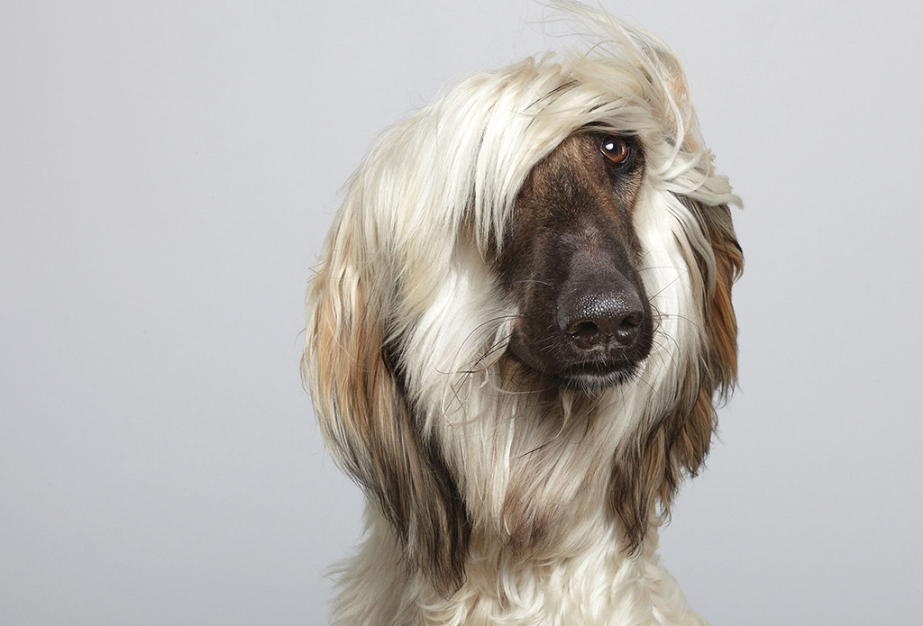 Afghan Hound Duke posing proudly by commercial animal photographer, Peter Samuels.