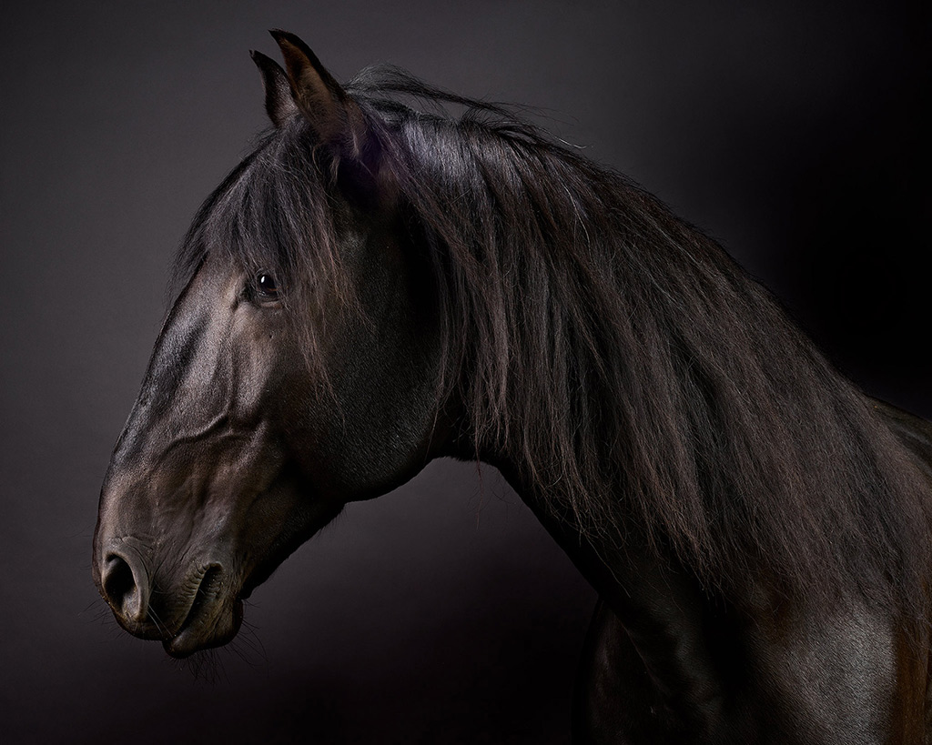 Cartola the Lusitano Stallion horse looking sexy for the camera photographed for my fine art and commercial work.
