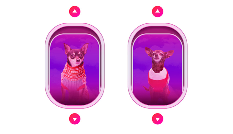 Chihuahuas photographed for Virgin America ASPC promotion. 